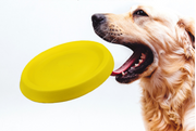 Pet Dogs Throwing Plastic Toys