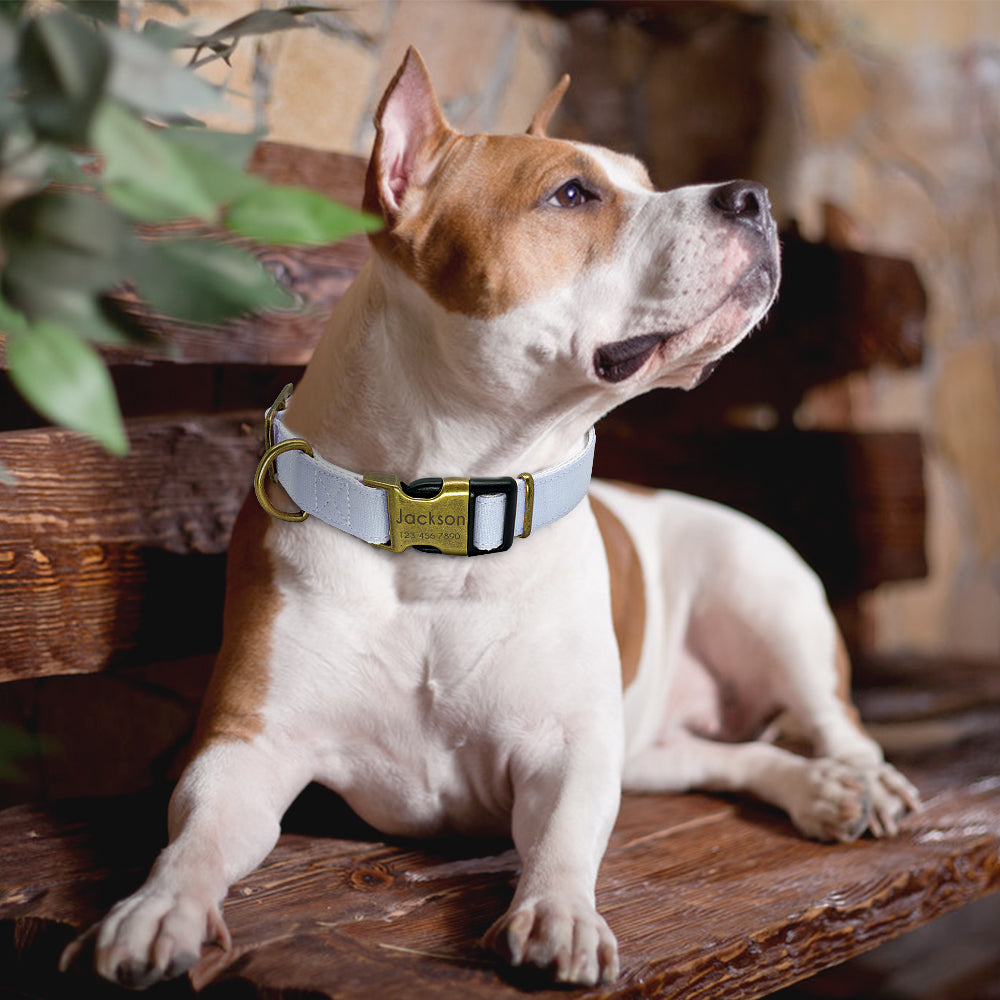 Nighttime Glow Pet Collar: Illuminate Your Pet's Safety