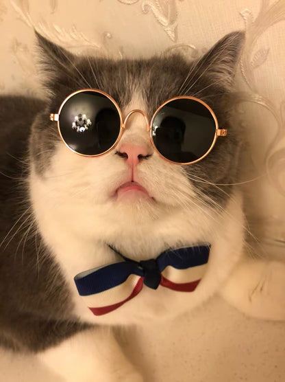 Stylish Sunglasses for Your Feline Friend